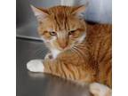 Adopt Rockwell a Domestic Short Hair