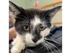 Adopt Cookie a Domestic Short Hair