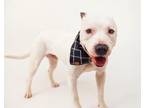 Adopt Sal a Dogo Argentino, Mixed Breed