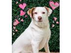Adopt Dibbs a Jack Russell Terrier, Brittany Spaniel