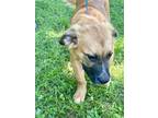 Adopt Buddy a Anatolian Shepherd, Black Mouth Cur