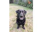 Adopt Chubbs a Labrador Retriever, Mixed Breed