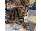 Adopt Houston a Domestic Short Hair