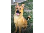 Adopt Bandolon (Remy) a Shepherd, Husky