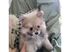 Pomeranian Puppy for sale in Fort Collins, CO, USA