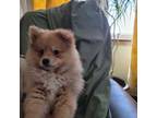 Pomeranian Puppy for sale in Casper, WY, USA