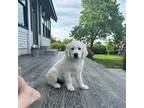 Golden Retriever Puppy for sale in Connell, WA, USA