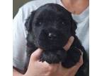 Mutt Puppy for sale in Houston, MO, USA