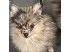 Pomeranian Puppy for sale in Encino, CA, USA