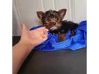 Yorkshire Terrier Puppy for sale in Newton, MA, USA