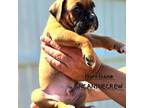 Boxer Puppy for sale in New Stanton, PA, USA