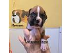 Boxer Puppy for sale in New Stanton, PA, USA
