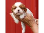 Cavalier King Charles Spaniel Puppy for sale in Pell City, AL, USA