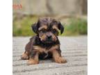 Shorkie Tzu Puppy for sale in Berlin, OH, USA