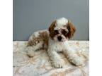 Cavachon Puppy for sale in Whitman, MA, USA