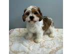 Yorkshire Terrier Puppy for sale in Whitman, MA, USA