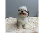 Shih Tzu Puppy for sale in Whitman, MA, USA