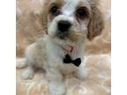 Bichon Frise Puppy for sale in Whitman, MA, USA