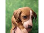 Italian Greyhound Puppy for sale in Ridott, IL, USA