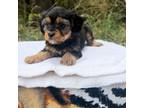 Cavapoo Puppy for sale in Hico, TX, USA