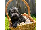 Schnauzer (Miniature) Puppy for sale in Booneville, AR, USA