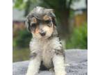 Mutt Puppy for sale in Hillsboro, OR, USA