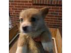 Pembroke Welsh Corgi Puppy for sale in Burlington, NC, USA