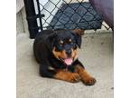 Rottweiler Puppy for sale in Lostant, IL, USA