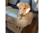 Dachshund Puppy for sale in Orofino, ID, USA