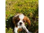 Cavalier King Charles Spaniel Puppy for sale in Hampton, VA, USA