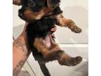 Yorkshire Terrier Puppy for sale in Philadelphia, PA, USA