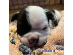 Mutt Puppy for sale in Mccomb, MS, USA