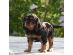 Cavalier King Charles Spaniel Puppy for sale in Spring Hill, FL, USA