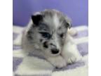 Bearded Collie Puppy for sale in Seattle, WA, USA