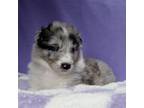 Bearded Collie Puppy for sale in Seattle, WA, USA