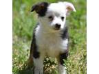 Miniature Australian Shepherd Puppy for sale in Palm Coast, FL, USA