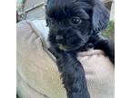 Maltipoo Puppy for sale in Watertown, MN, USA