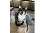 Adopt Judge Judy a Black (Mostly) Domestic Shorthair (short coat) cat in Dallas