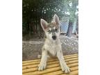 Adopt Freya a White Husky / Mixed dog in Pleasant Hill, CA (38954205)