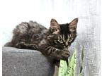 Adopt Bon Bon a Spotted Tabby/Leopard Spotted Domestic Shorthair (short coat)