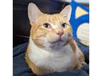 Adopt Comet (Aka Mycroft) a Orange or Red (Mostly) Domestic Shorthair / Mixed