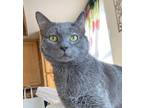 Adopt Big Mac (aka Graphee) a Gray or Blue Domestic Shorthair / Mixed cat in