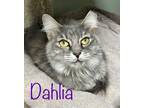 Adopt Dahlia a Domestic Shorthair / Mixed (short coat) cat in Rome