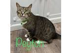 Adopt Peyton a Domestic Shorthair / Mixed (short coat) cat in Rome