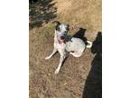 Adopt Piper a Australian Cattle Dog / Mixed dog in Bloomington, IN (36539657)