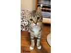Adopt Eloise a Domestic Shorthair / Mixed (short coat) cat in Hoover