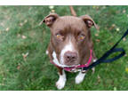 Adopt Sketty Noodle a Brown/Chocolate American Staffordshire Terrier / Mixed dog