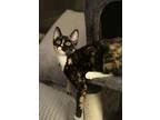 Adopt Fern a Domestic Shorthair / Mixed (short coat) cat in Hoover