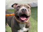 Adopt Shelly a Gray/Silver/Salt & Pepper - with Black Pit Bull Terrier / Mixed