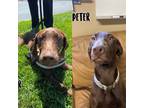 Adopt Peter Puppy a Labrador Retriever / Mixed Breed (Medium) / Mixed dog in